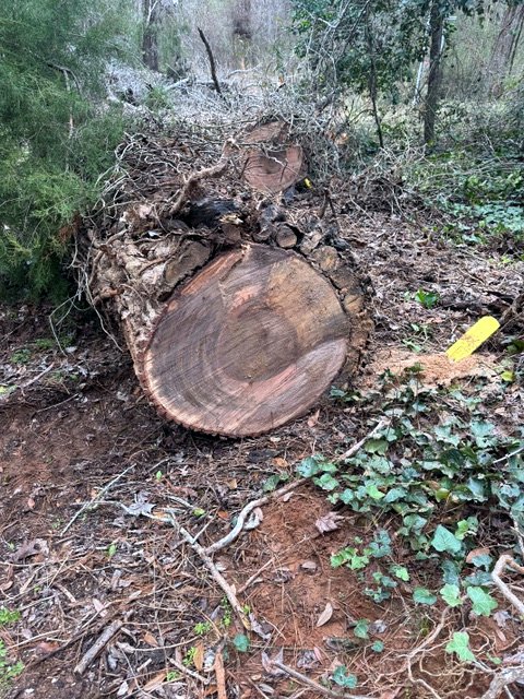 The storm-downed sweetgum butt log